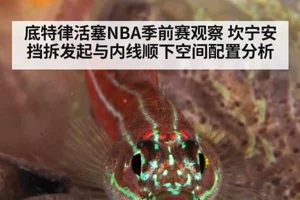 底特律活塞NBA季前赛观察 坎宁安挡拆发起与内线顺下空间配置分析